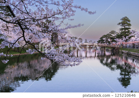 高田城公園的櫻花盛開。夜間亮燈 125210646