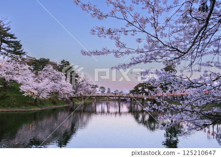 高田城公園的櫻花盛開。夜間亮燈 125210647