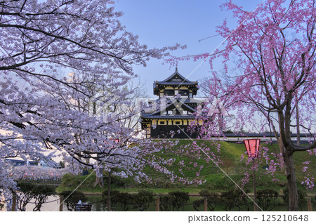 高田城公園的櫻花盛開。夜間亮燈 高田城公園的櫻花盛開。夜間亮燈 125210648