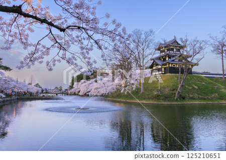 Cherry blossoms in full bloom at Takada Castle Park. Illuminated at night Cherry blossoms in full bloom at Takada Castle Park. Illuminated at night 125210651