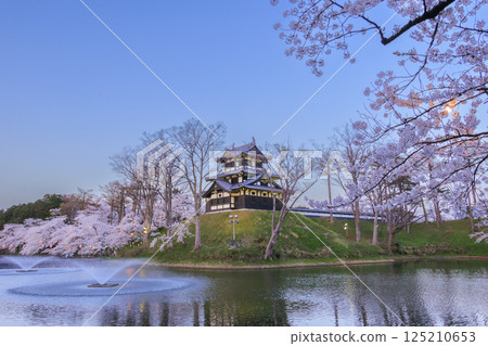 Cherry blossoms in full bloom at Takada Castle Park. Illuminated at night 125210653