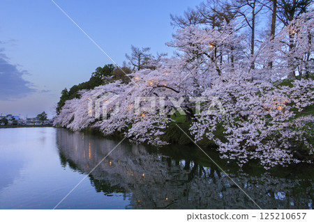 高田城公園的櫻花盛開。夜間亮燈 125210657