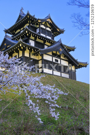 Cherry blossoms in full bloom at Takada Castle Park. Illuminated at night 125210659