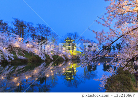 高田城公園的櫻花盛開。夜間亮燈 125210667