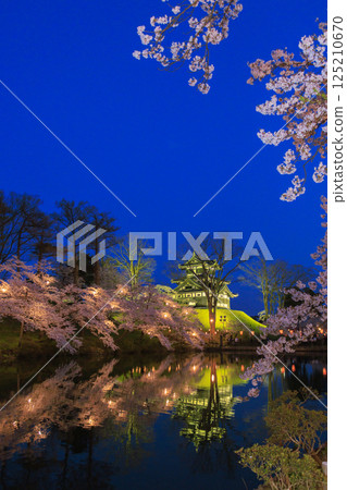 Cherry blossoms in full bloom at Takada Castle Park. Illuminated at night 125210670