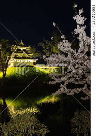 Cherry blossoms in full bloom at Takada Castle Park. Illuminated at night Cherry blossoms in full bloom at Takada Castle Park. Illuminated at night 125210681