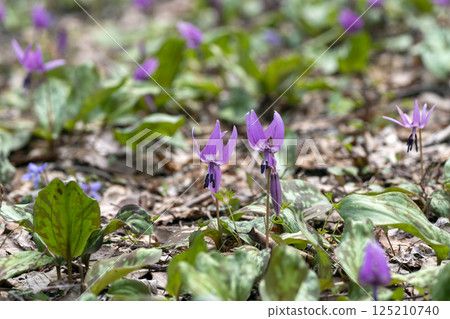 平栗自然休養林裡的一大片紫羅蘭群落 125210740