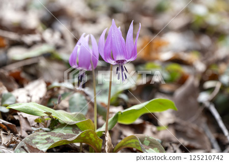 平栗自然休養林裡的一大片紫羅蘭群落 平栗自然休養林裡的一大片紫羅蘭群落 125210742