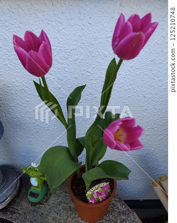 2025 Tulip 1 2025 Tulip 1 125210748