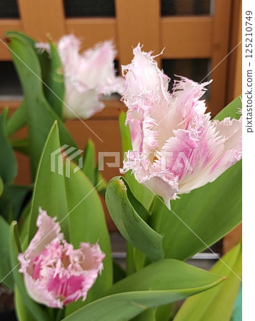 2025 Tulip 2 2025 Tulip 2 125210749