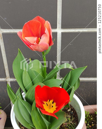 2025 Tulip 3 2025 Tulip 3 125210750