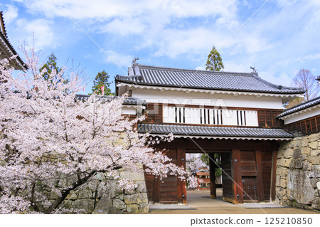 Cherry blossoms in full bloom at Ueda Castle Park 125210850