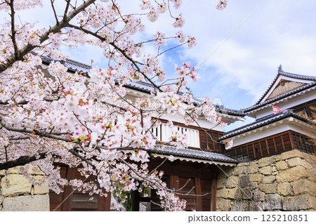 Cherry blossoms in full bloom at Ueda Castle Park 125210851
