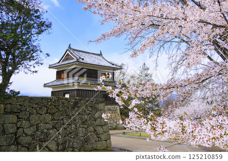Cherry blossoms in full bloom at Ueda Castle Park 125210859