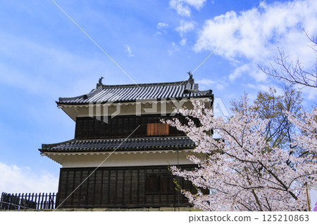 Cherry blossoms in full bloom at Ueda Castle Park 125210863