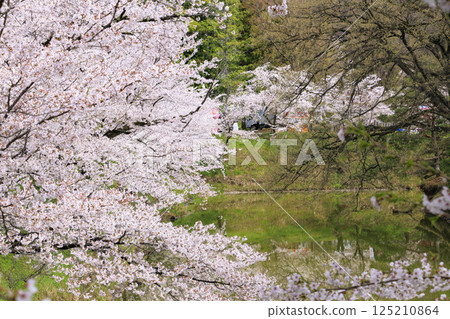 Cherry blossoms in full bloom at Ueda Castle Park Cherry blossoms in full bloom at Ueda Castle Park 125210864