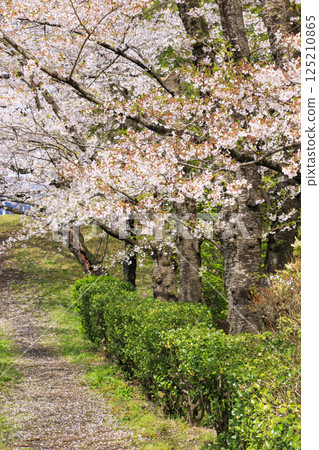 Cherry blossoms in full bloom at Ueda Castle Park 125210865