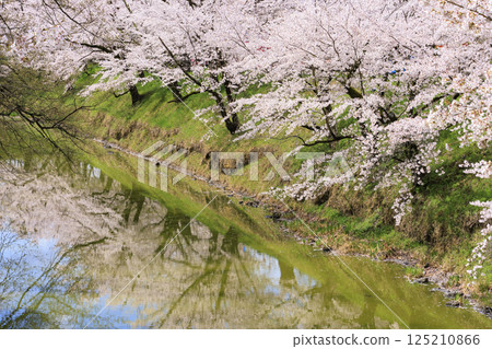 櫻花盛開的上田城跡公園 櫻花盛開的上田城跡公園 125210866