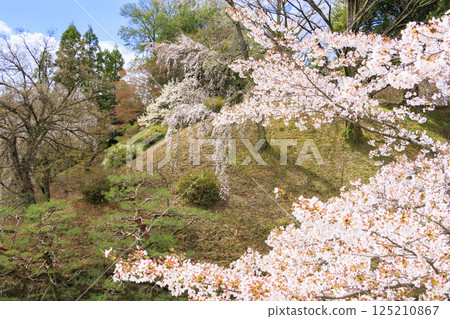 櫻花盛開的上田城跡公園 櫻花盛開的上田城跡公園 125210867