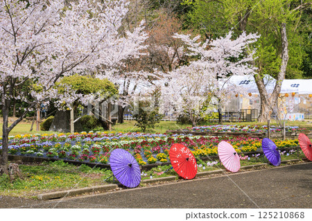 櫻花盛開的上田城跡公園 櫻花盛開的上田城跡公園 125210868