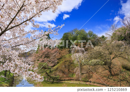 櫻花盛開的上田城跡公園 櫻花盛開的上田城跡公園 125210869
