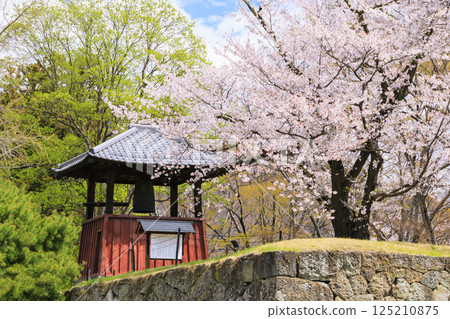 Cherry blossoms in full bloom at Ueda Castle Park 125210875