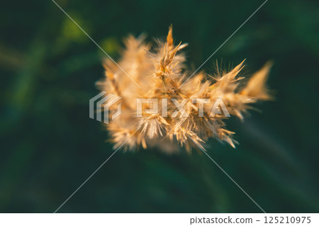 Growing Wheat Seen From Above 125210975