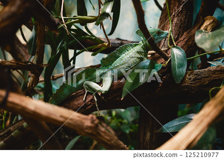 Green Lizard On The Tree Branch 125210977