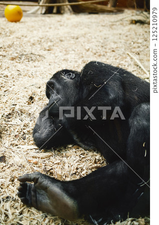 Details Of A Small Black gorilla Sleeping  125210979