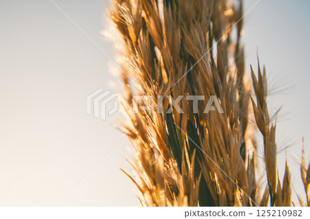 Golden Wheat Growing In The Field Golden Wheat Growing In The Field 125210982
