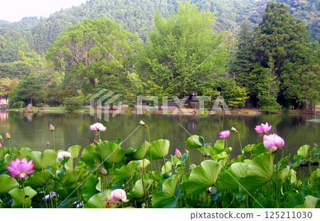 國寶白水阿彌陀堂與春天的蓮花 125211030