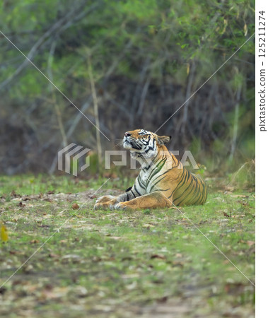 wild bengal tiger or panthera tigris at bandhavgarh National Park Forest Reserve madhya predesh India. sub adult male eyes looking up in sky in natural scenic green background in summer season safari wild bengal tiger or panthera tigris at bandhavgarh National Park Forest Reserve madhya predesh India. sub adult male eyes looking up in sky in natural scenic green background in summer season safari 125211274