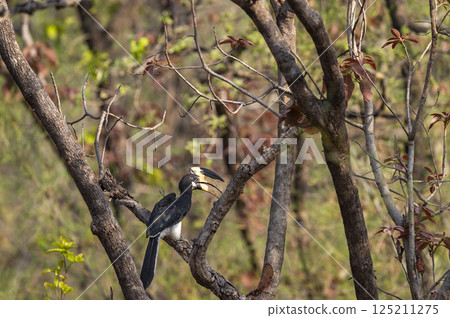 Malabar pied hornbill or lesser pied hornbill or Anthracoceros coronatus at bandhavgarh national park forest madhya pradesh india perched on tree in summer season and natural scenic green background Malabar pied hornbill or lesser pied hornbill or Anthracoceros coronatus at bandhavgarh national park forest madhya pradesh india perched on tree in summer season and natural scenic green background 125211275