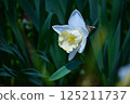White daffodils 125211737