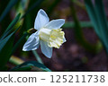 White daffodils 125211738