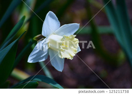 白色的水仙花 白色的水仙花 125211738