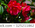 Red camellia 125211862