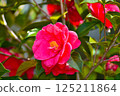 Red camellia 125211864