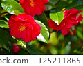 Red camellia 125211865