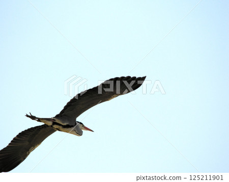 一隻成年灰鷺在藍天上飛翔 125211901