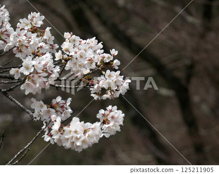 Yoshino cherry tree in full bloom 125211905