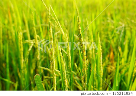 Rice field agriculture grain food yield season Rice field agriculture grain food yield season 125211924