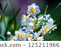 Spring flower  125211966