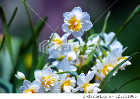 春天的花朵 春天的花朵 125211966