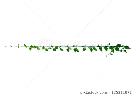 vine frame leaf vine circle Isolate on transparent background PNG file vine frame leaf vine circle Isolate on transparent background PNG file 125211971