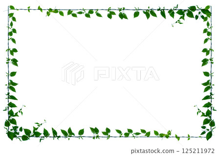vine frame leaf vine circle Isolate on transparent background PNG file 125211972