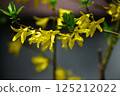 Spring flower  125212022