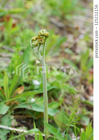 Close-up of bracken in a field in early spring 125212156