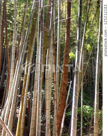 Taiwan for early summer 125212183