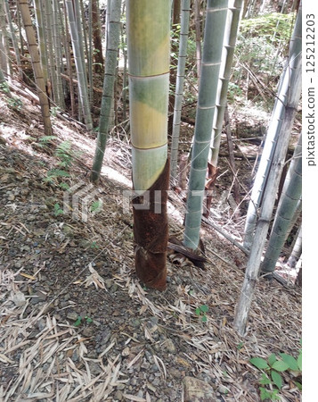 Taiwan for early summer 125212203